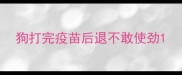 狗打完疫苗后退不敢使劲