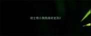 哈士奇小狗狗身材走形