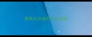 贵宾犬应该打什么疫苗