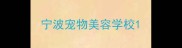 宁波宠物美容学校