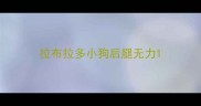 拉布拉多小狗后腿无力