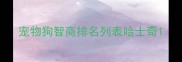 宠物狗智商排名列表哈士奇