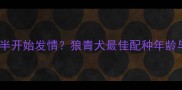 银渐层犬1岁半开始发情狼青犬最佳配种年龄与注意事项全