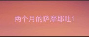 两个月的萨摩耶吐