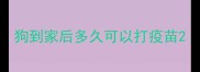 狗到家后多久可以打疫苗
