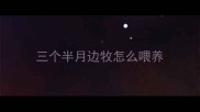 三个半月边牧怎么喂养