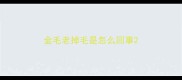 金毛老掉毛是怎么回事