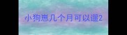小狗崽几个月可以遛