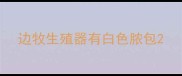 边牧生殖器有白色脓包