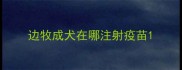 边牧成犬在哪注射疫苗