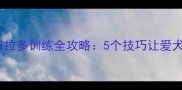 新手必看拉布拉多训练全攻略5个技巧让爱犬秒变乖巧小天使