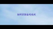 如何识别金毛幼犬