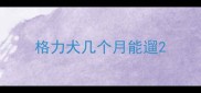 格力犬几个月能遛