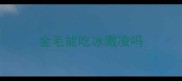金毛能吃冰激凌吗