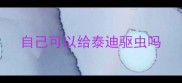 自己可以给泰迪驱虫吗