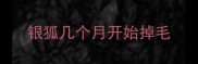 银狐几个月开始掉毛