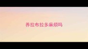 养拉布拉多麻烦吗