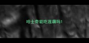 哈士奇能吃莲藕吗