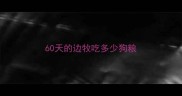 60天的边牧吃多少狗粮