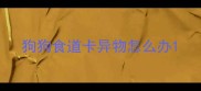 狗狗食道卡异物怎么办