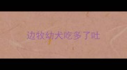 边牧幼犬吃多了吐