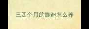 三四个月的泰迪怎么养
