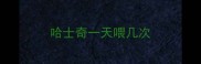 哈士奇一天喂几次