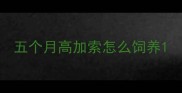 五个月高加索怎么饲养
