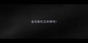 金毛能吃玉米棒吗