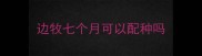 边牧七个月可以配种吗