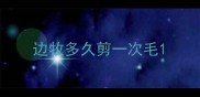 边牧多久剪一次毛