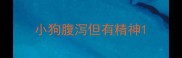 小狗腹泻但有精神