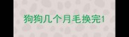狗狗几个月毛换完
