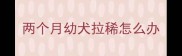 两个月幼犬拉稀怎么办