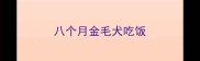 八个月金毛犬吃饭