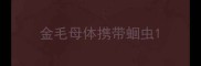 金毛母体携带蛔虫