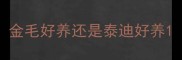 金毛好养还是泰迪好养