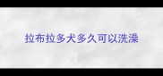 拉布拉多犬多久可以洗澡
