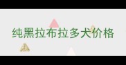 纯黑拉布拉多犬价格