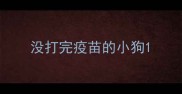没打完疫苗的小狗