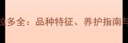 英系拉布拉多全品种特征养护指南与常见问题