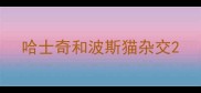 哈士奇和波斯猫杂交