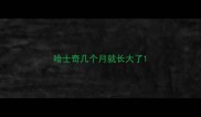 哈士奇几个月就长大了