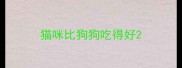 猫咪比狗狗吃得好