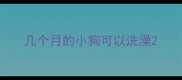 几个月的小狗可以洗澡