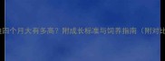 泰迪四个月大有多高附成长标准与饲养指南附对比图