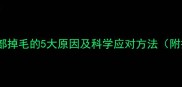 拉布拉多局部掉毛的5大原因及科学应对方法附护理指南