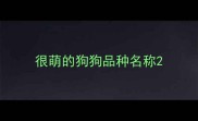 很萌的狗狗品种名称