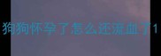 狗狗怀孕了怎么还流血了