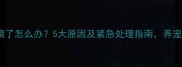幼犬腿瘸了怎么办5大原因及紧急处理指南养宠必看